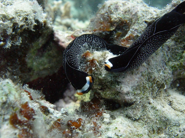 59- Quand une Chelidonura inornata en seduit une autre - Ilot Mato.JPG